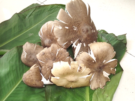 福鑫源酒楼——独角菇图