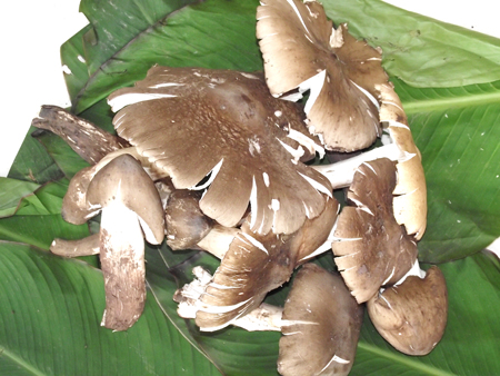 福鑫源酒楼——独角菇图